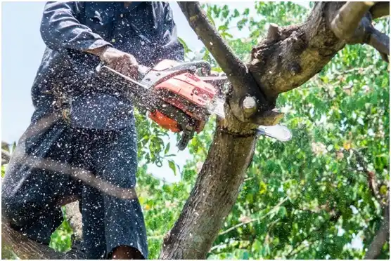 tree services Arendtsville